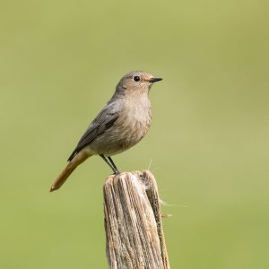 Rougequeue noir / Phoenicurus ochruros