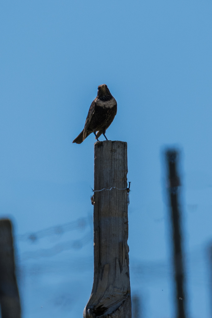 Merle à plastron / Turdus torquatus