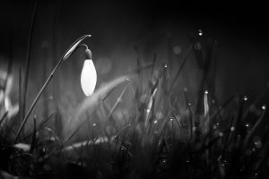 Perce-neige / Galanthus nivalis