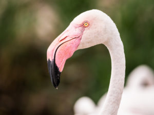 Flamant rose / Phoenicopeturs roseus