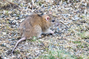 Rat brun / Rattus norvegicus