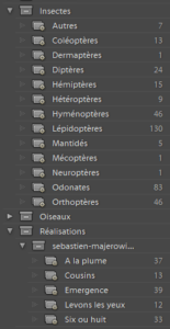 Workflow : Arborescence logique