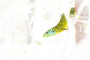 Lézard vert / Lacerta bilineata