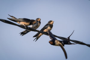 Hirondelle rustique / Hirundo rustica