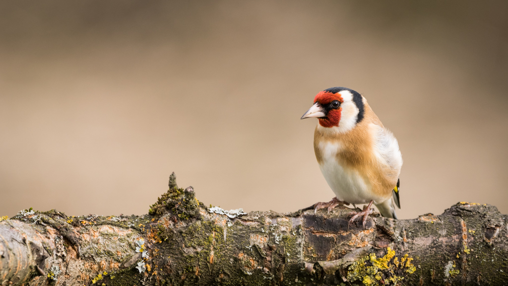 Chardonneret élégant / Carduelis carduelis