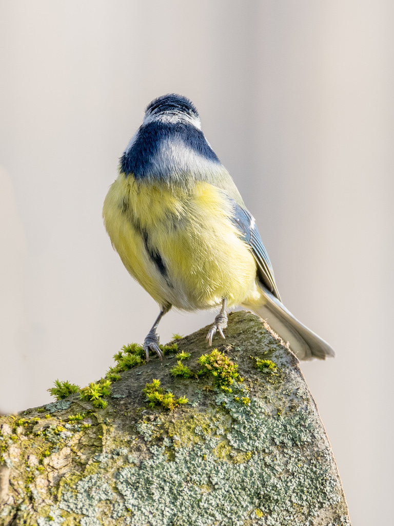 Mésange bleue / Cyanistes caeruleus