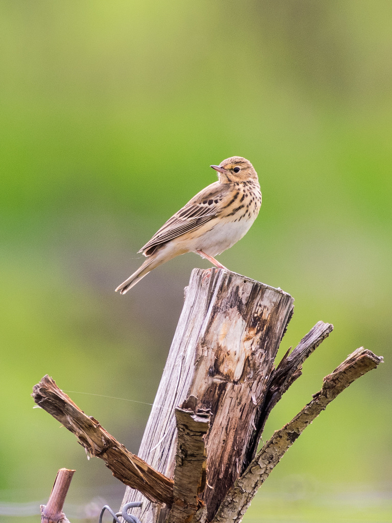 Pipit des arbres / Anthus tricialis