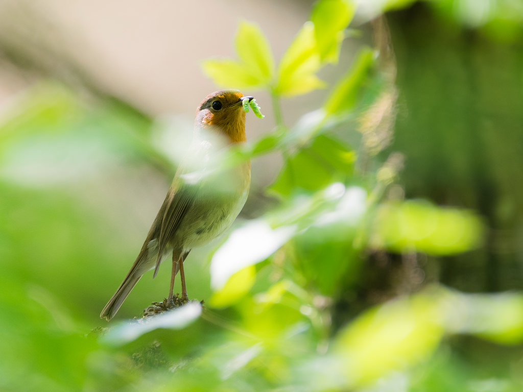 Rougegorge familier / Erithacus rubecula