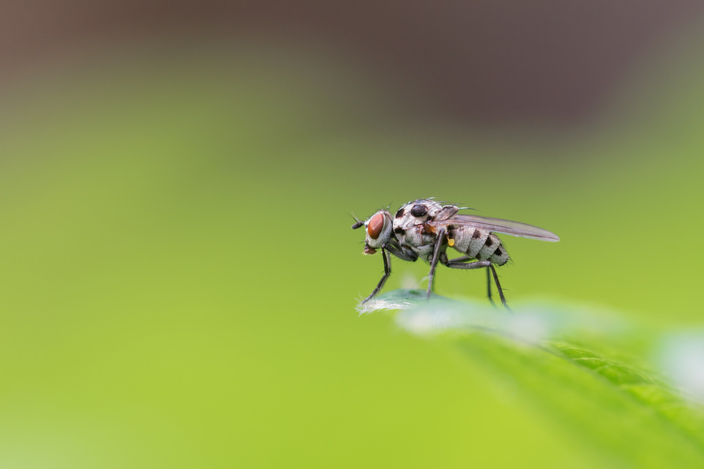 Mouche des pluies / Anthomyia pluvialis