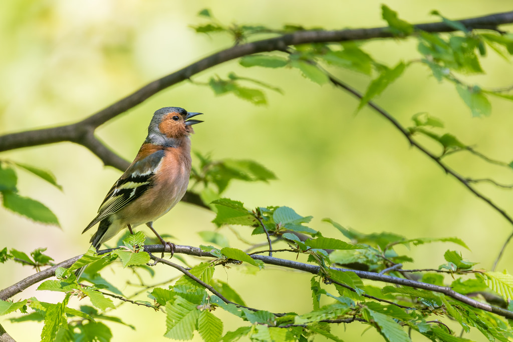 Pinson des arbres / Fringilla coelebs