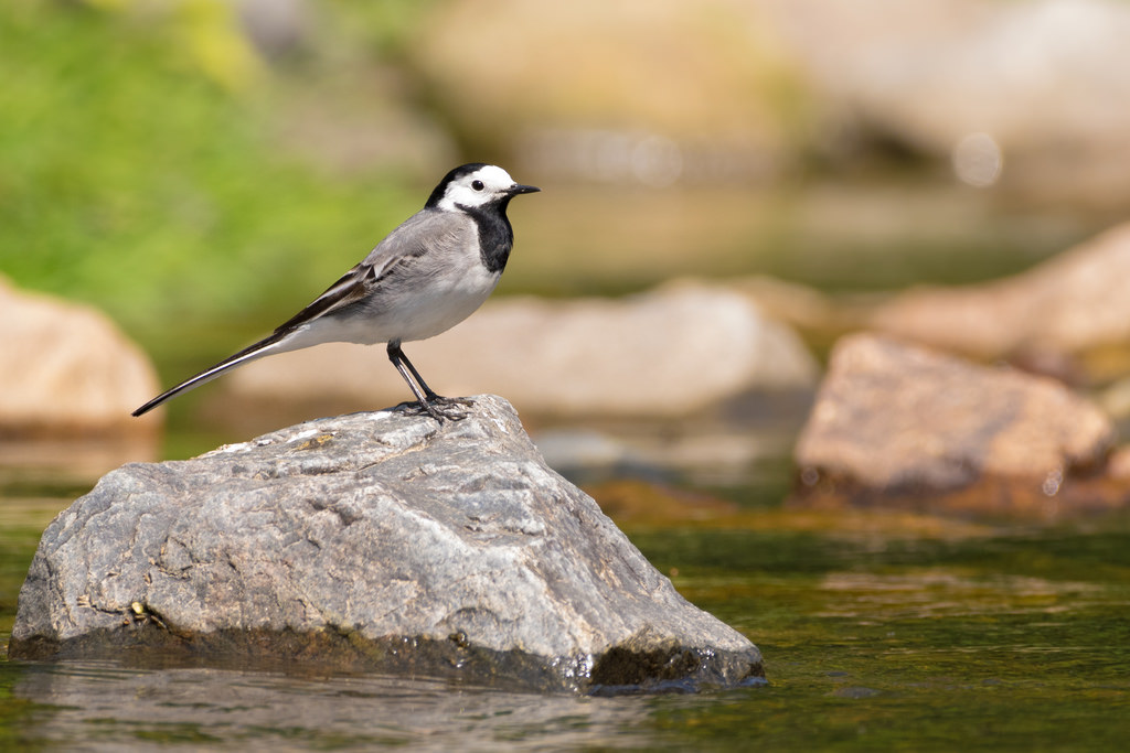 Bergeronnette grise / Motacilla alba