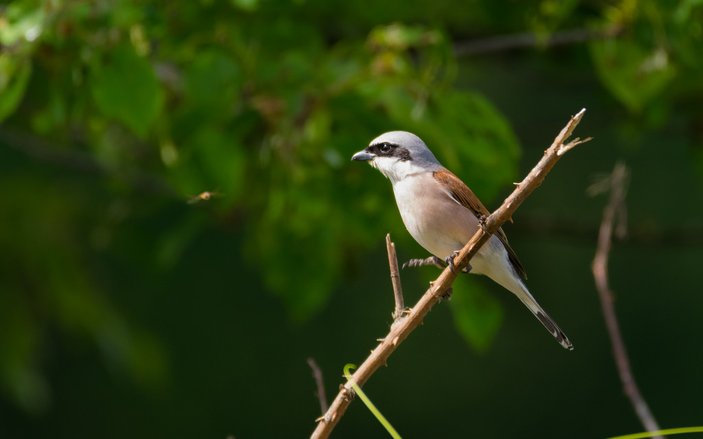 Pie grièche écorcheur / Lanius collurio