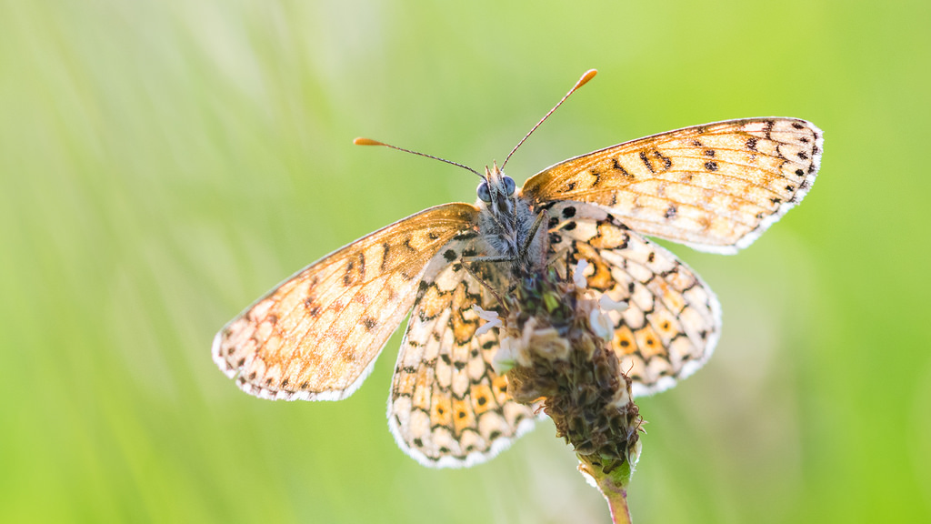 Mélitée du plantain / Melitaea cinxia