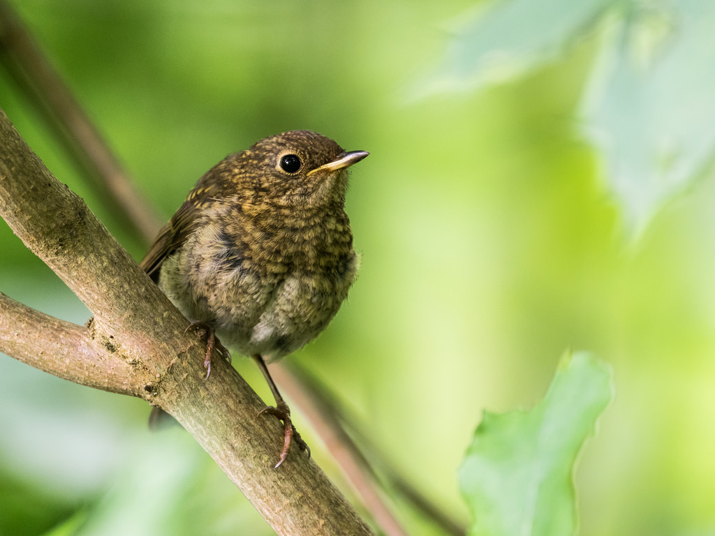 Rougegorge familier / Erithacus rubecula