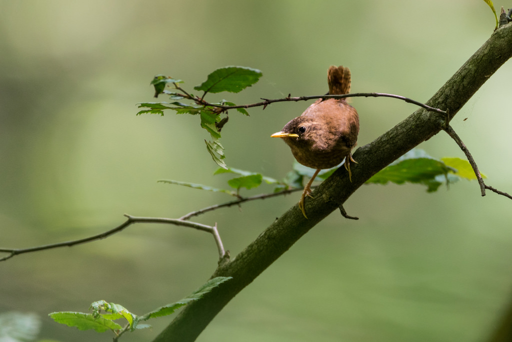 Troglodyte mignon / Troglodytes troglodyte