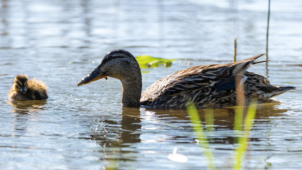 Canard colvert / Anas platyrhynchos