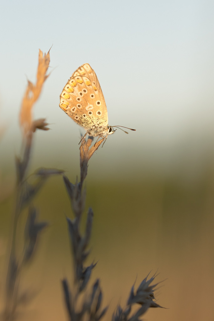 Argus commun / Polyommatus icarus