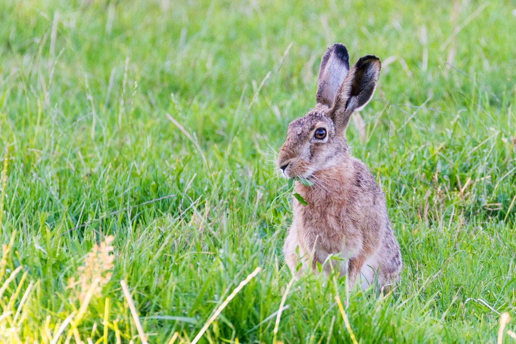 Lièvre d'Europe / Lepus europaeus