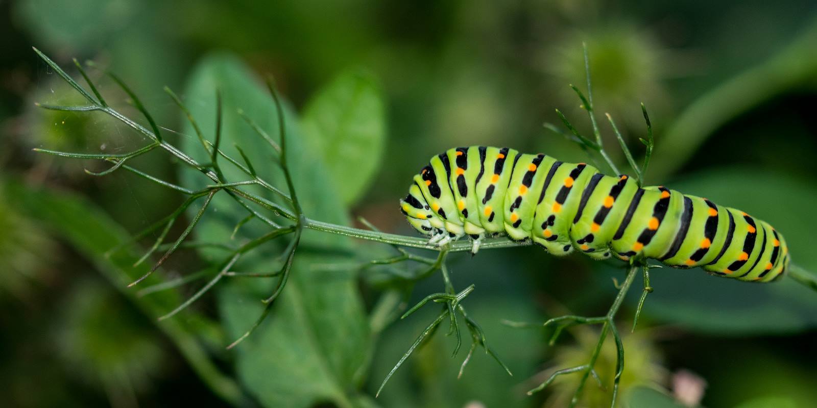 Machaon / Papilio machaon