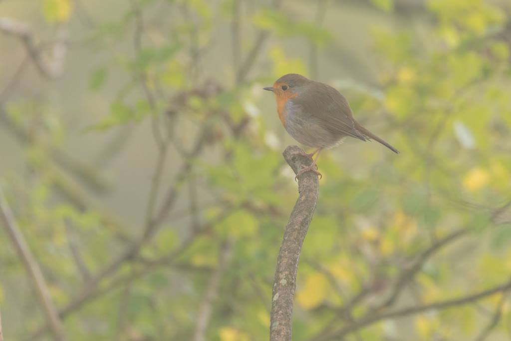 Rougegorge familier / Erithacus rubecula