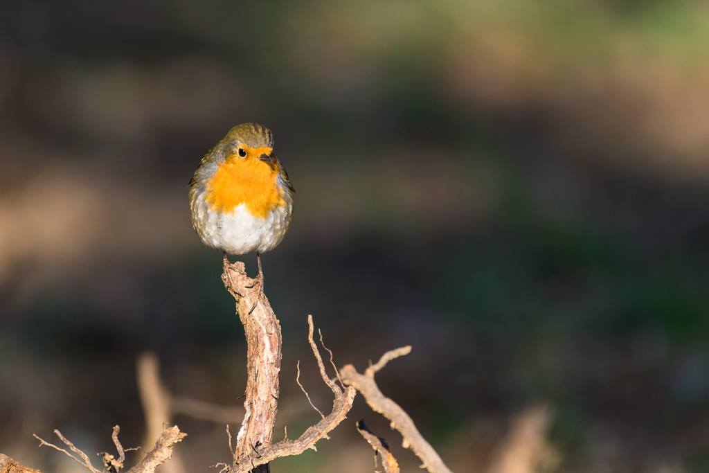 Rougegorge familier / Erithacus rubecula