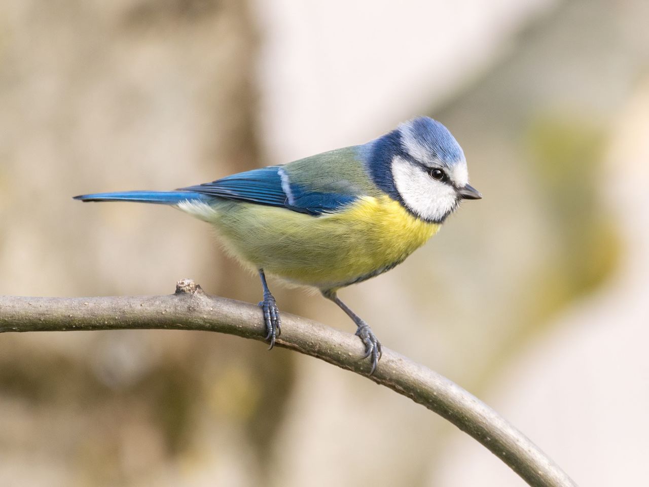 Mésange bleue / Cyanistes caeruleus