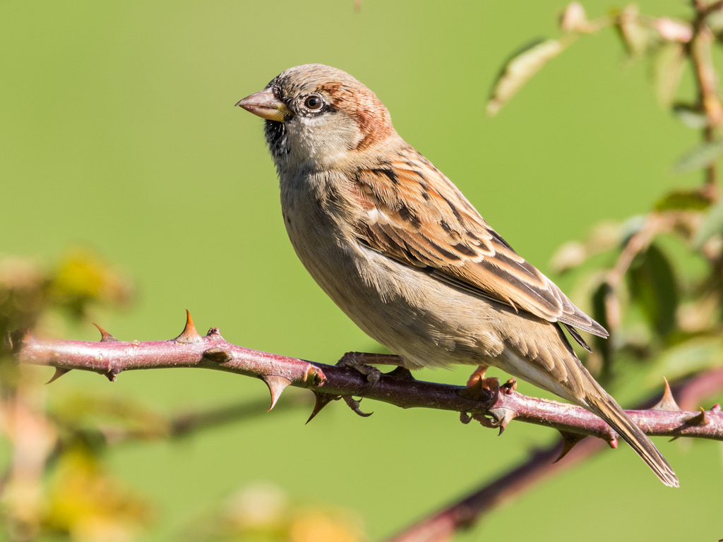 Moineau domestique / Passer domesticus