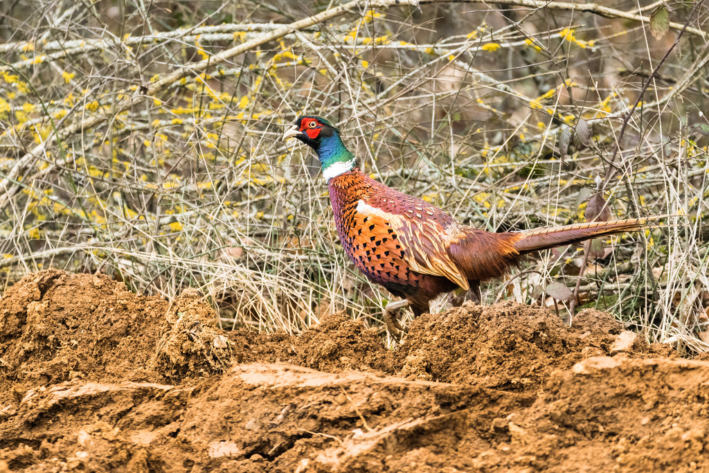 Faisan de Colchide / Phasianus colchicus