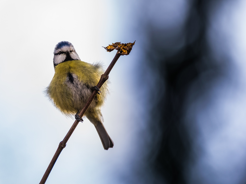 Mésange bleue / Cyanistes caeruleus