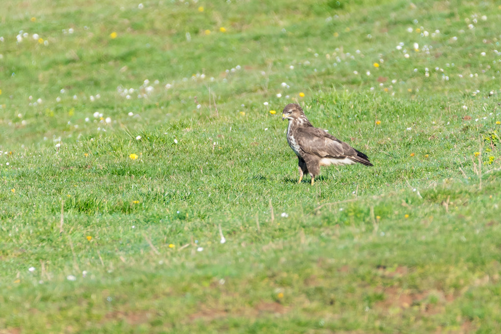 Buse variable / Buteo buteo