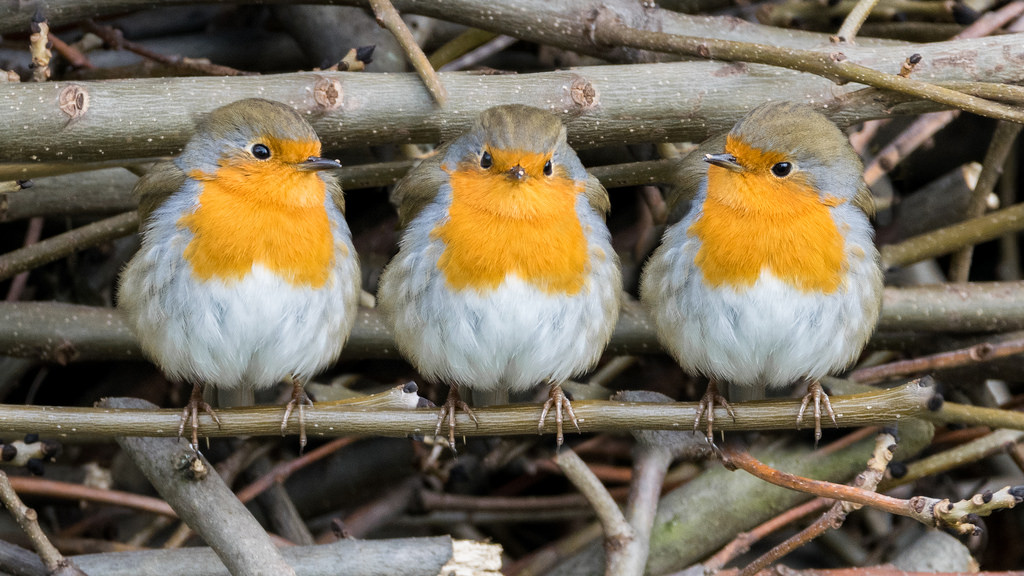 Rougegorge familier / Erithacus rubecula