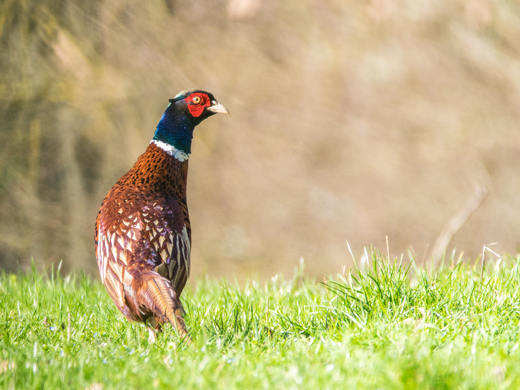 Faisan de Colchide / Phasianus colchicus