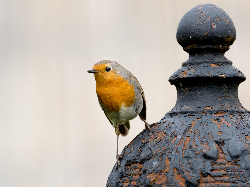 Rougegorge familier / Erithacus rubecula