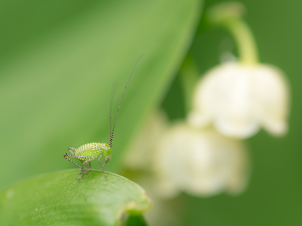 Sauterelle ponctuée / Leptophye ponctuée