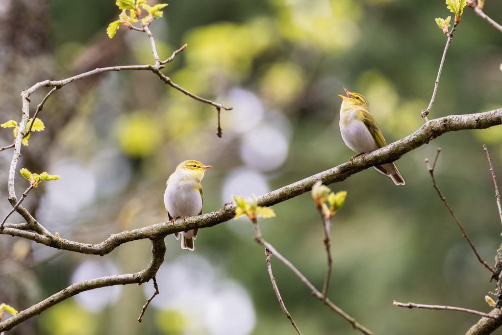 Pouillot siffleur / Phylloscopus sibilatrix