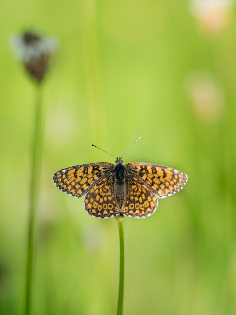 Mélitée du plantain / Melitaea cinxia