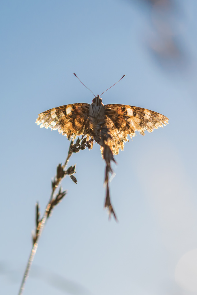 Belle-dame / Vanessa cardui