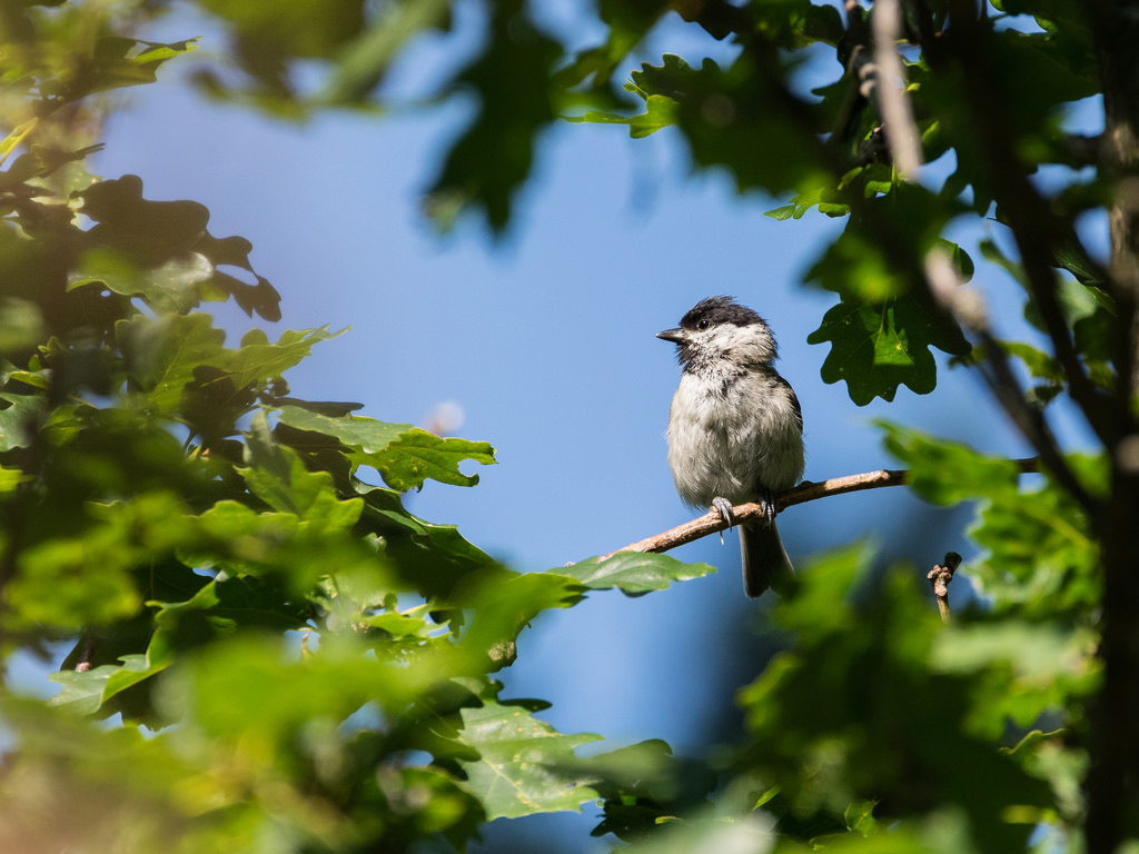 Mésange nonnette / Poecile palustris