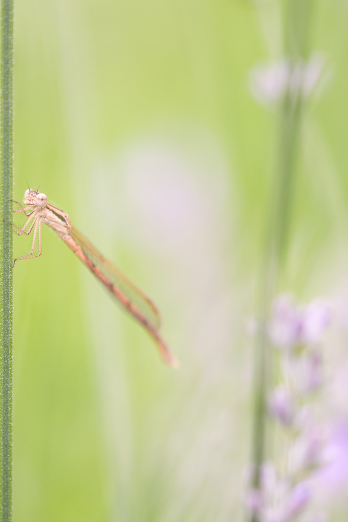 Brunette hivernale / Sympecma fusca