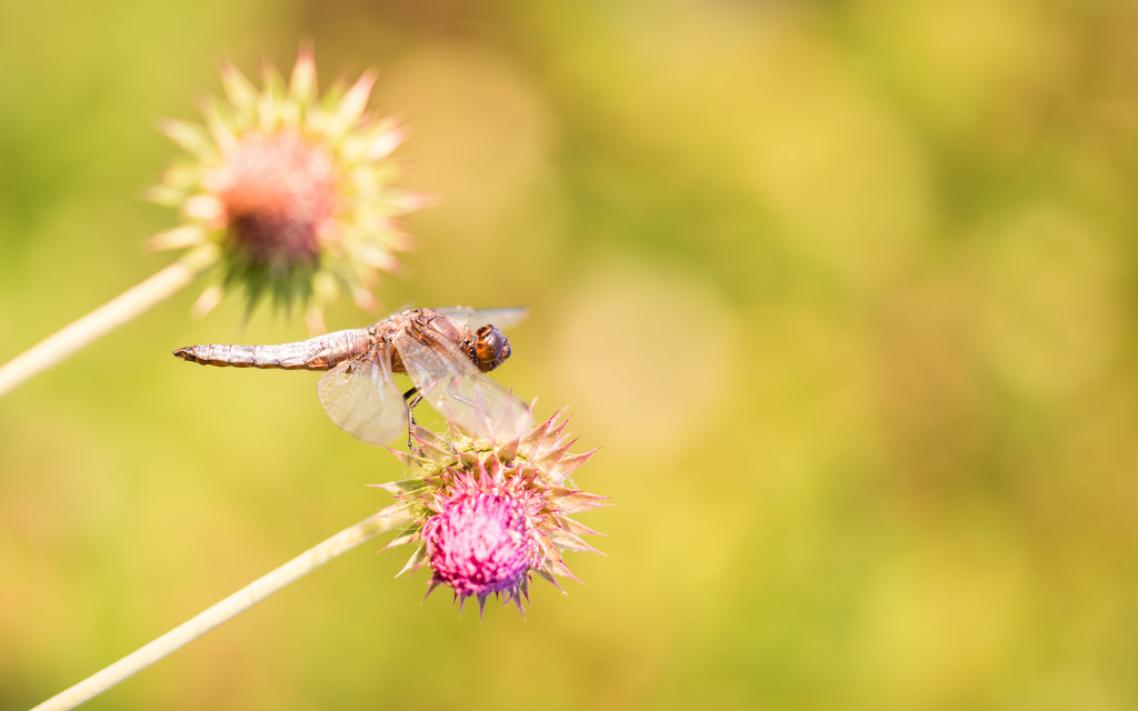 Libellule déprimée / Libellula depressa