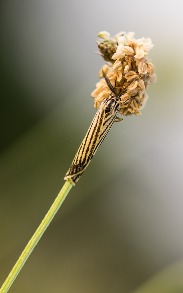 Ecaille striée / Spiris striata