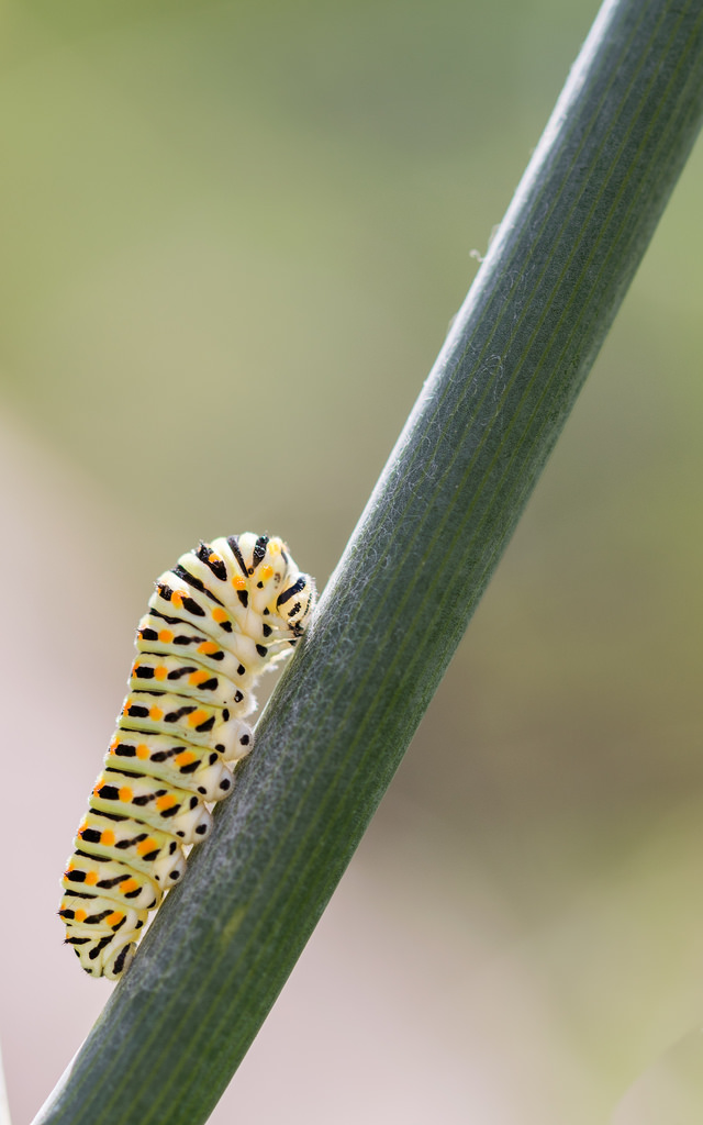 Machaon / Papilio machaon