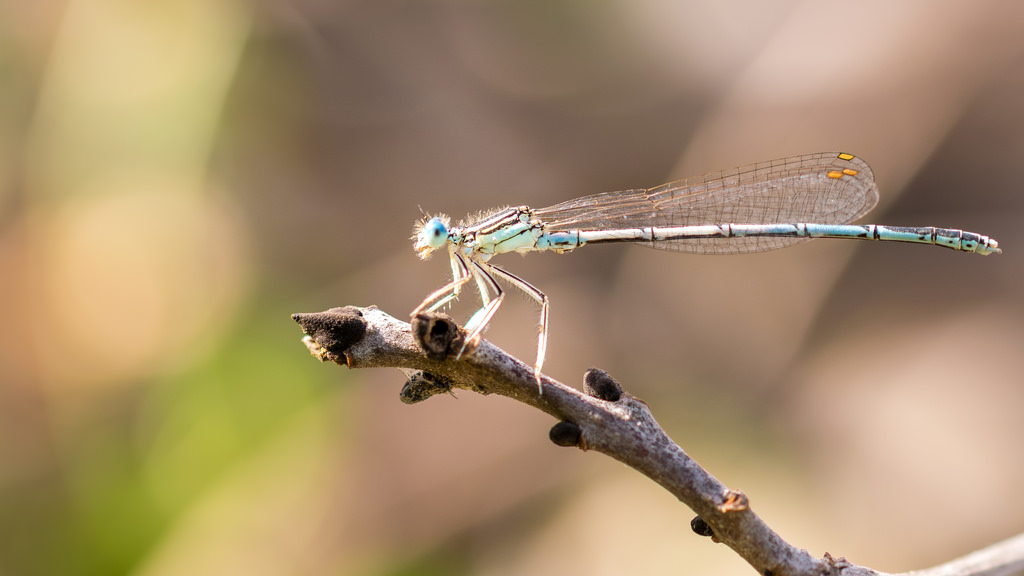 Pennipatte bleuâtre / Platycnemis pennipes