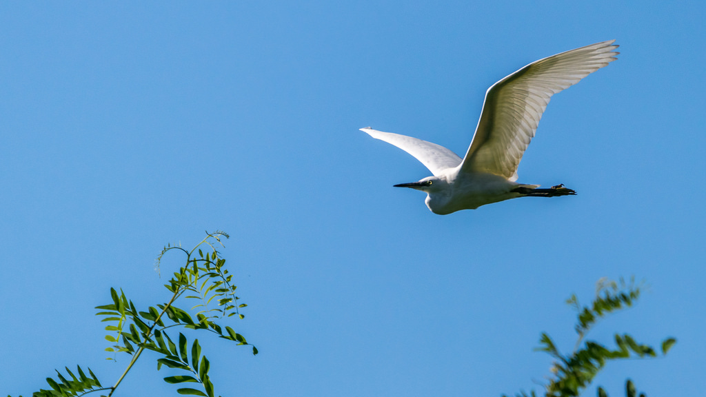 Aigrette garzette / Egretta garzetta