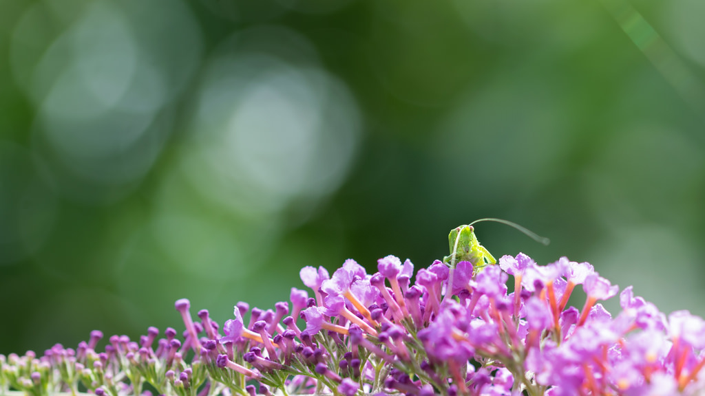 Grande sauterelle verte / Tettigonia viridissima