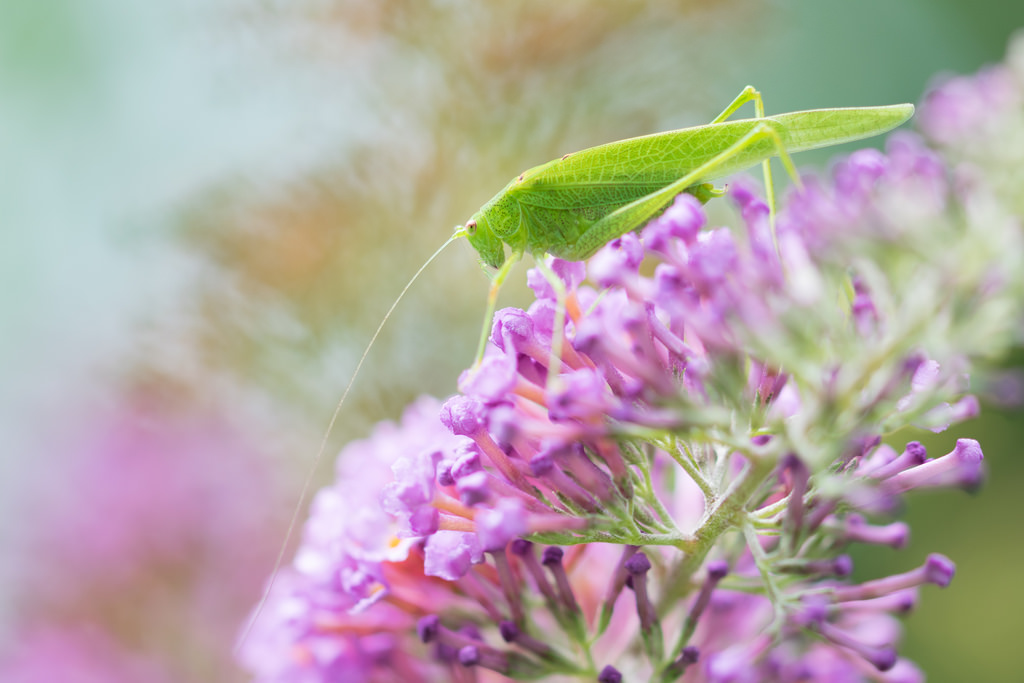 Grande sauterelle verte / Tettigonia viridissima