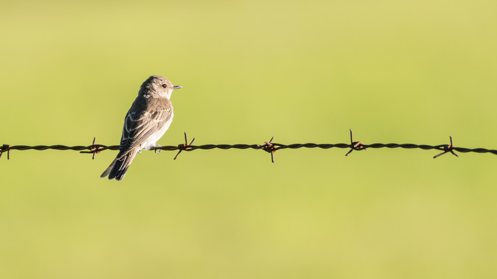 Gobemouche gris / Muscicapa striata