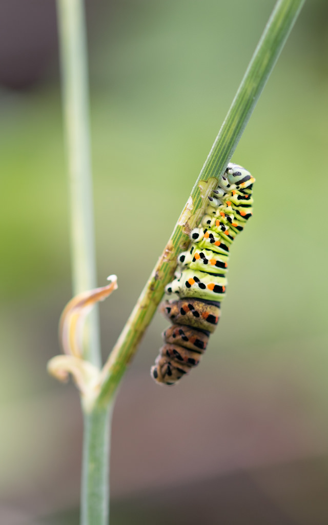 Machaon / Papilio machaon