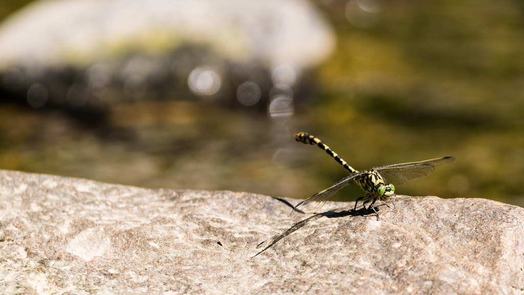 Onychogomphe à pinces / Onychogomphus forcipatus