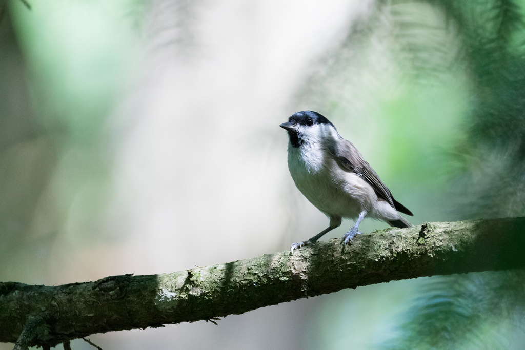 Mésange nonnette / Poecile palustris